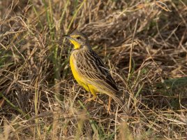 Yellow Throated Longclaw.jpg