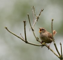 wren_singing_3Q7A7544_DxO_wren.jpg