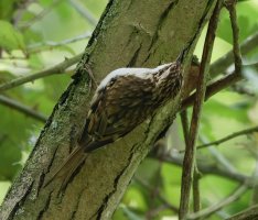 Treecreeper_3Q7A7663_DxO_CR.jpg