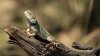 Agama Lizard sunbathing.jpg