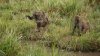 Baboon with baby on back jumping.jpg
