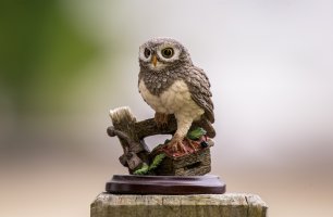 Owl1 5d3 + extender1.4.jpg