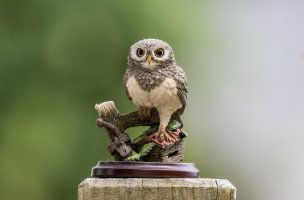 Owl3 7d2 + extender 1.4.jpg