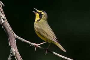Kentucky Warbler (male) 101.jpg