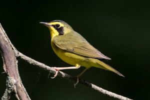 Kentucky Warbler (male) 100.jpg
