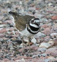 0874-Killdeer-c1bc.jpg