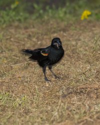 rw blackbird w crane fly                                          .JPG