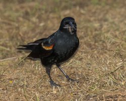 rw blackbird w crane fly 2                                          .JPG