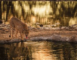 cheetah_samenvloeing_KTFP-1094.jpg