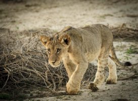 lion_cub_KTFP-1237.jpg