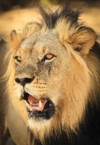 lion_portrait_KTFP-1196.jpg