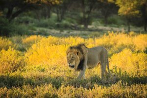 lion_sunset stroll_KTFP-1351.jpg