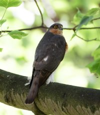 Sparrowhawk_3Q7A8027_DxO_CR.jpg
