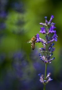 bee_on_lavandula.JPG