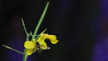 Wildflower_23133.JPG