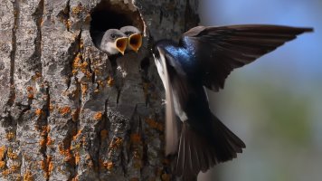 Im swallows_33166.JPG