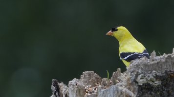 Goldfinch M_33198.JPG
