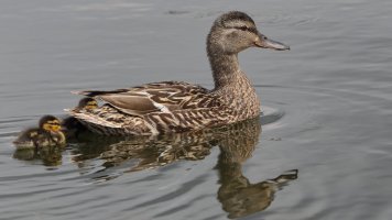Ducklings_33252.JPG