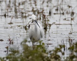 littleegret+fish_3Q7A8929_DxO_ CR.jpg