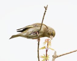 femalegreenfinch_3Q7A8992_DxO_best.jpg