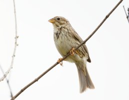 JuvenileGreenfinch_3Q7A9035_DxO_greenfinch.jpg