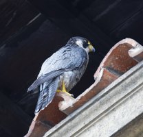 peregrinefalcon_3Q7A8596_DxO_besthead_.jpg