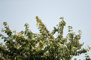 Distance 75 m_1DXII011775.jpg