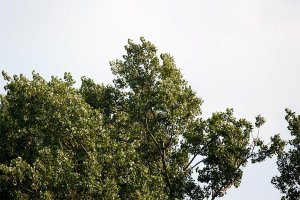 Distance 245 m_1DXII011776.jpg