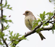 femaleyellowhammer3Q7A9062_DxO_P.jpg