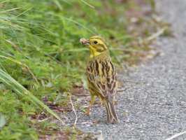 yellowhammer+snail_3Q7A9110_DxO_.jpg