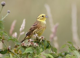 yellowhammer_3Q7A9142_DxO_.jpg
