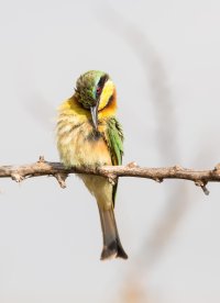 Bee-eater prening.jpg