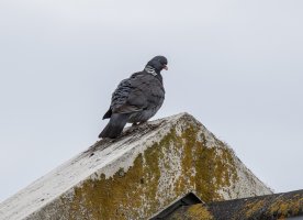 Pigeon4.jpg