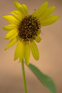 sunflower not perfect.jpg