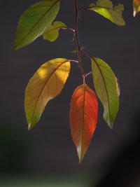 leaves-small.jpg
