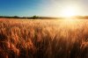 WheatField-3895-HDR-Edit.jpg