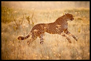 Cheetah Glow.jpg