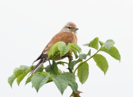 Linnet_3Q7A9307_DxO_linnet_CR.jpg