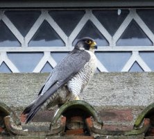 PeregrineFalconOld400_3Q7A3572.jpg