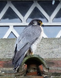 PeregrineFalcon_Canon_420.jpg