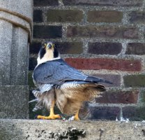 peregrinefalcon_560mm3Q7A2667.jpg