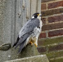 peregrinefalcon_Sigma_600_3Q7A4961.jpg
