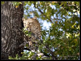 Leopard in a Jackleberry Tree.jpg