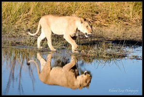 Reflections on a Lion.jpg