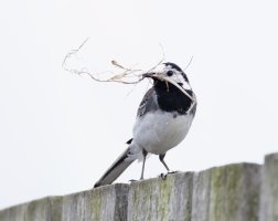 wagtail_3Q7A9463_DxO_withgrass.jpg
