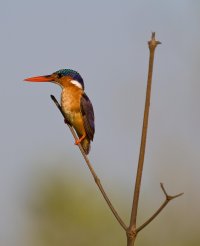 Malachite kingfisher.jpg