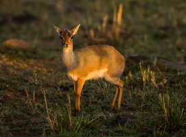 Dik Dik 1.jpg