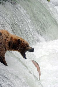 bear-fish.jpg