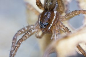 SixSpottedFishingSpider.jpg