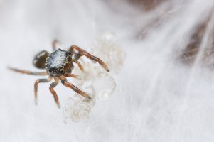 BabyPhiddipusAudaxJumpingSpider.jpg